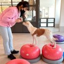 털로덮인친구들 용인죽전점 이미지