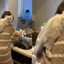 껌딱지펫 이미지