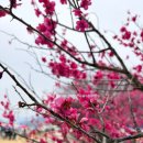 매화 어린이집 | 30개월 아기랑 제25회 광양매화축제에 가다._매화의 향연, tip 아기띠 챙기세요. 아기간식챙겨요.