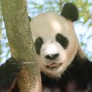 빼꼼 Daum카페