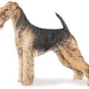 에어데일 테리어 (Airedale Terrier) 이미지