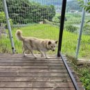 진도애견훈련소 이미지