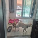 세바코리아 | 멀미하는 강아지 필수템｜차량이동스트레스 잡는 진정스프레이 :: 세바 어뎁틸 트랜스포트 스프레이