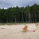 솔머리펜션