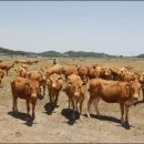 덕이축산 이미지