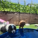 베베네 개스트하우스 이미지