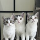 아메숏 캐터리 이미지