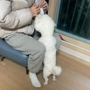 봄이 아빠의 댕댕이 간식 | 애견수제간식 멍멍야옹! 입맛 까다로운 울집 댕댕이도 좋아서 신났다!
