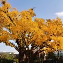 방학동 은행나무 이미지