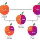 Plumcot 이미지