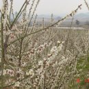 매화농장 이미지