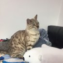 개이쁘개 이미지