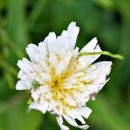 하얀민들레 이미지