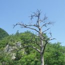 예미초 고성분교장 이미지