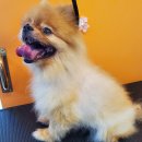 커몽커몽펫 이미지