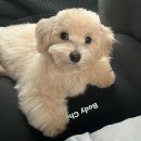 남현댕 애견미용 이미지