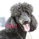 도그앤 제이 이미지