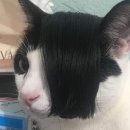 냥냥이네 이미지