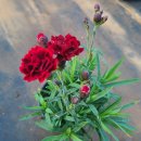 장백농장 이미지