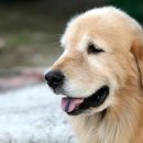 강아지 친구 이미지