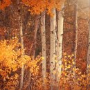 경기도 수원시 권선구 권중로 55 (권선동) 이미지