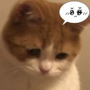 서영렌탈 | [일본 교환학생] 25-1 파견 CoE 유학 비자 발급/기숙사 신청 | 숙명여대&amp;타마대학