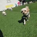 멍치원 | 광안 애견호텔에서 보낸 하루, 멍치원 호텔링 후기