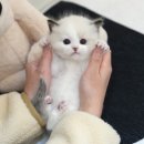 도그플러스 동물병원 간석점 | 대구고양이분양 미유펫대구점 후기 🐾— 믿고 맡길 수 있는 분양, 진짜 ‘가족’을 만난 하루