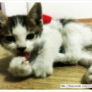 오주동물병원 이미지