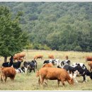 선두목장 이미지