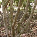 배롱나무 - 아름다운 길, 가로수 이야기 (13) - 식물이야기 (74) 이미지