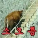 앙바이크