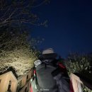 가덕도 동백군락지 | 진달래 등산 추천, 거제 대금산 진달래군락지/ 거제 대금산 일출 코스 추천, 초보 등산 추천