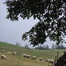 송내목장 이미지