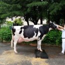 한국목장 이미지