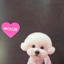 시루 반려견 미용 네이버블로그