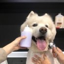 원당애견미용 이미지