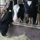 온새미로목장 이미지