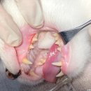 오션동물메디컬센터 이미지