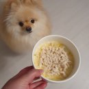 퍼피비스킷 이미지