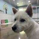 행복한댕댕이 Daum카페