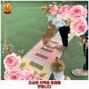 옥자네애견카페 유치원 호텔 미용 이미지