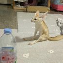 애니베어 이미지