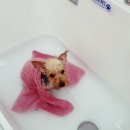 삐삐애견샵 이미지