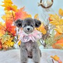 메리몰펫샵 | 메리몰펫샵 사직점: 부산 사직동애견미용 끝판왕! 펫에스테 스파로 댕댕이 힐링X인생샷까지! 대형견...