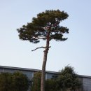 선교사스윗즈주택(宣敎師스윗즈住宅) 이미지