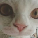 써니펫 이미지
