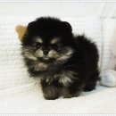 펫아미 강아지분양 고양이분양 동탄점 이미지