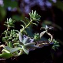 캠프M817 이미지