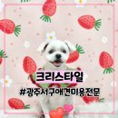 펫마켓 서구점 | [광주 서구 쌍촌동] "상무지구 강아지 미용" 크리스타일을 처음 방문해 본 망고의 후기